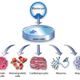 Illustration for article titled Two Stem Cell Research Breakthroughs You Should Know About